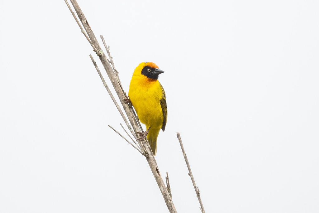 Bertram's Weaver