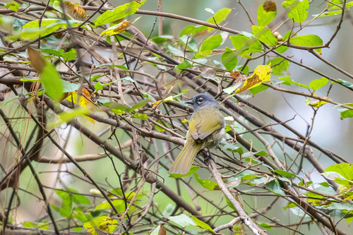 iNaturalist image