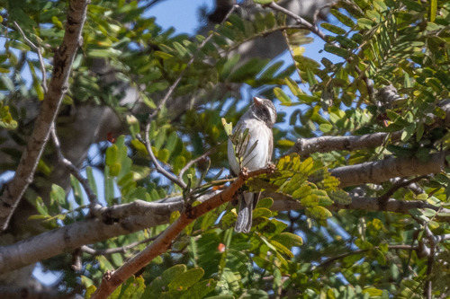 iNaturalist image