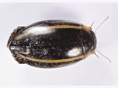 Hydaticus quadrivittatus
