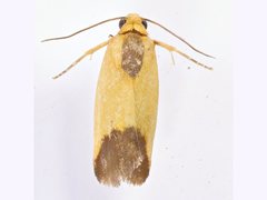 Acontia thapsina