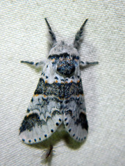 Furcula occidentalis