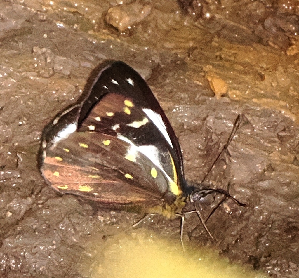 Delias langda (Delias langda)