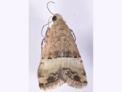 Pseudozarba orthopetes