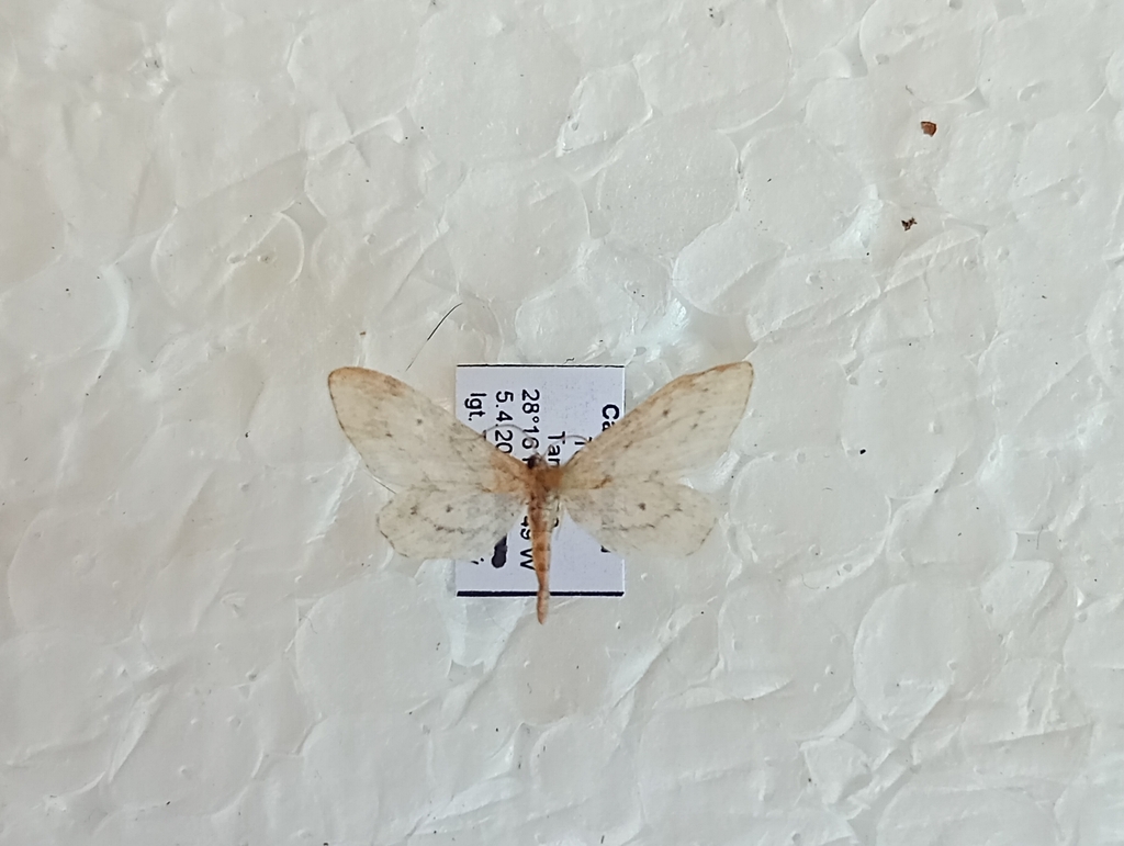 Idaea abnorma