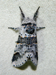 Furcula occidentalis