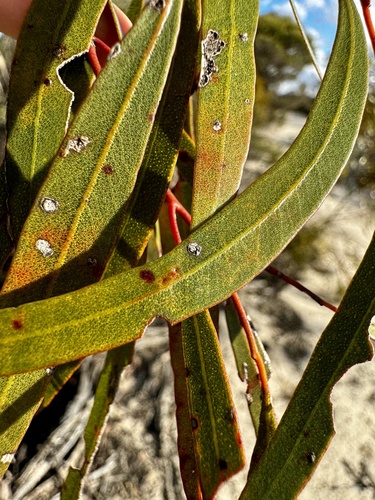 Image of Newman Rock Mallee (Eucalyptus rigidula) by (c) pimelea, some rights reserved (CC BY)