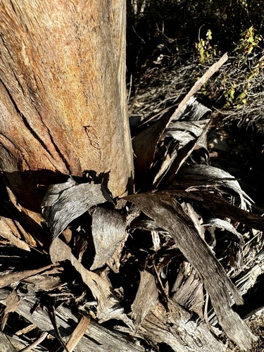 Image of Newman Rock Mallee (Eucalyptus rigidula) by (c) pimelea, some rights reserved (CC BY)