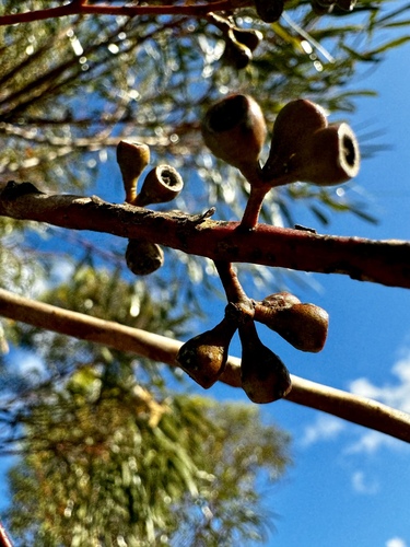 Image of Newman Rock Mallee (Eucalyptus rigidula) by (c) pimelea, some rights reserved (CC BY)