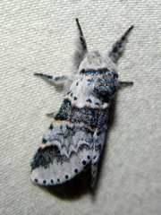 Furcula occidentalis