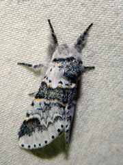 Furcula occidentalis