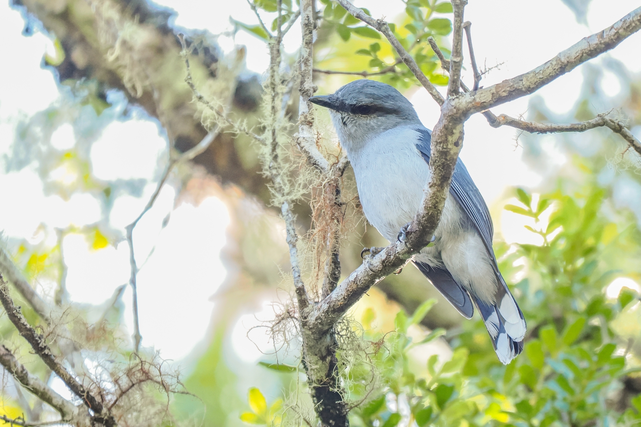 Reunion Cuckooshrike illustration
