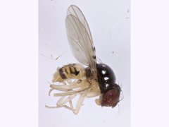 Mycodrosophila aqua