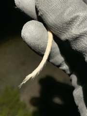 Perognathus longimembris