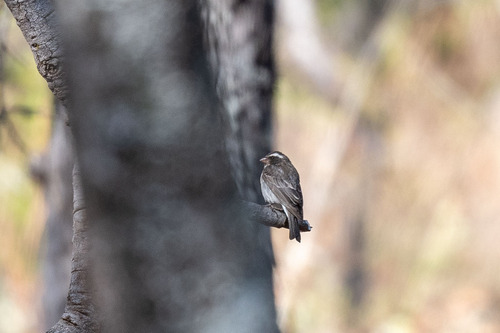 iNaturalist image