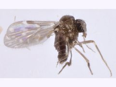 Culicoides