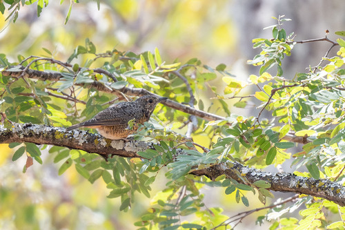 iNaturalist image