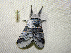 Furcula occidentalis