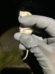Perognathus longimembris