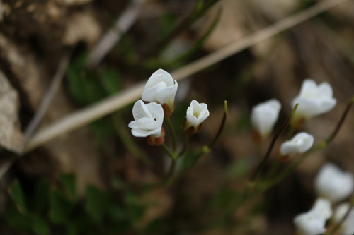 Image of Cardamine magnifica by (c) Julia Palmer, some rights reserved (CC BY)