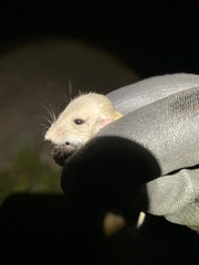 Perognathus longimembris