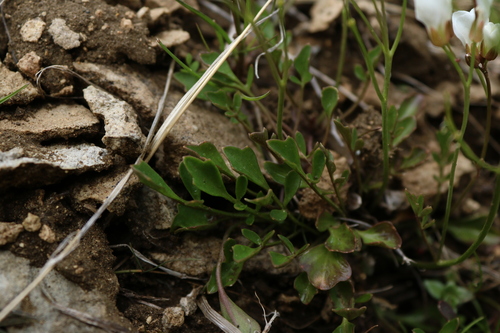 Image of Cardamine magnifica by (c) Julia Palmer, some rights reserved (CC BY)
