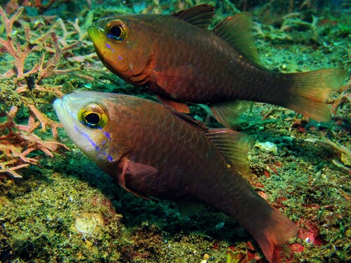 Ostorhinchus monospilus observed 2024-10-14
