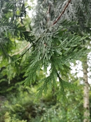 Cupressaceae