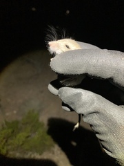Perognathus longimembris