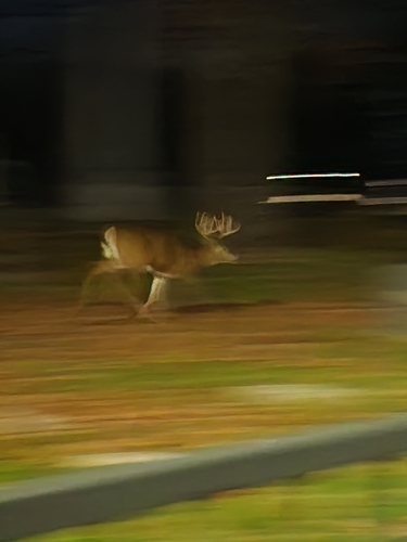 White-tailed Deer photographed in Iowa