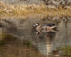 Speculanas specularis