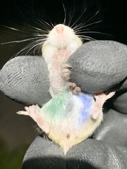 Perognathus longimembris