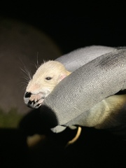 Perognathus longimembris