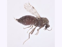 Culicoides
