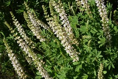 Lupinus albicaulis