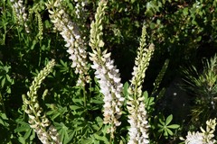 Lupinus albicaulis