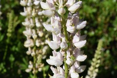 Lupinus albicaulis