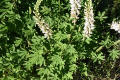 Lupinus albicaulis