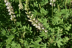 Lupinus albicaulis