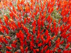 Anarthrophyllum desideratum