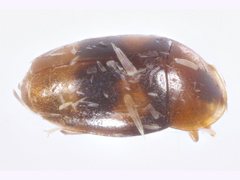Corylophidae