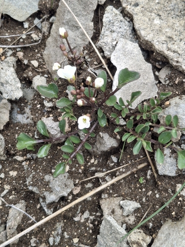 Castle Hill bittercress (Cardamine magnifica)