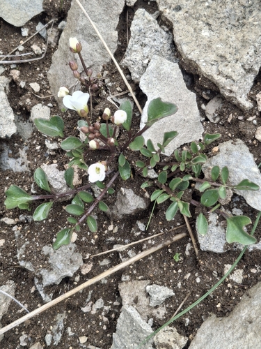 Image of Cardamine magnifica by (c) Julia Palmer, some rights reserved (CC BY)