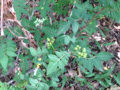 Zanthoxylum schinifolium