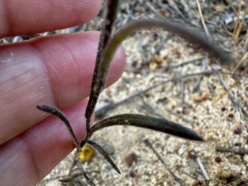 Image of Waitzia acuminata by (c) pimelea, some rights reserved (CC BY)