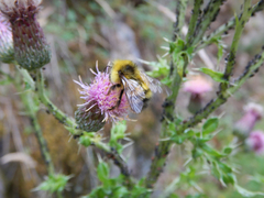 Bombus flavifrons