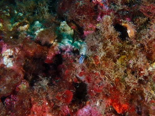 Tricolored Felimare, Girona, Spain, photo 10 of 10