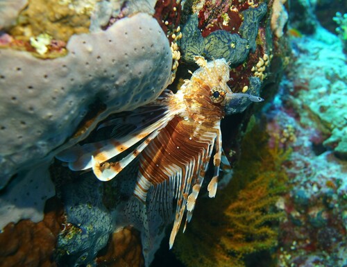 Indian Lionfish — seen at this dive site