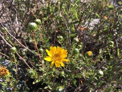 Grindelia stricta angustifolia