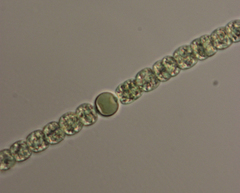 Dolichospermum delicatulum